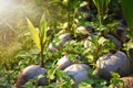 Sprout of coconut tree with green tender leafs and pile of brown dry ripe and old coconuts on the ground. The coconut trees are Royalty Free Stock Photo