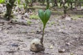 Sprout of coconut tree, green tender leafs Royalty Free Stock Photo