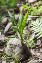 Sprout of coconut tree, green tender leafs Royalty Free Stock Photo
