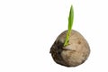 Sprout of coconut tree growing out isolated Royalty Free Stock Photo