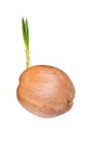 Sprout of coconut tree Royalty Free Stock Photo