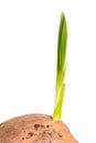 Sprout of coconut tree Royalty Free Stock Photo