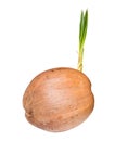 Sprout of coconut tree Royalty Free Stock Photo