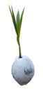 Sprout of coconut tree isolated on white background Royalty Free Stock Photo