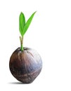 Sprout of coconut tree isolated on white with clipping path. Royalty Free Stock Photo