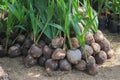 Sprout coconut tree Royalty Free Stock Photo