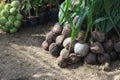 Sprout coconut tree Royalty Free Stock Photo