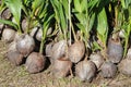 Sprout coconut tree Royalty Free Stock Photo