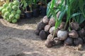 Sprout coconut tree Royalty Free Stock Photo