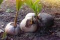 Sprout of coconut tree. Royalty Free Stock Photo