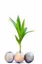 Sprout of coconut tree Royalty Free Stock Photo