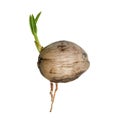 Sprout of coconut tree on white background Royalty Free Stock Photo