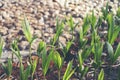 Sprout of coconut tree, Young coconut seed germination green lea Royalty Free Stock Photo