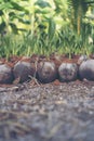 Sprout of coconut tree, Young coconut seed germination green lea Royalty Free Stock Photo