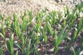 Sprout of coconut tree, Young coconut seed germination green lea Royalty Free Stock Photo