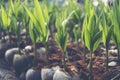 Sprout of coconut tree, Young coconut seed germination green lea Royalty Free Stock Photo