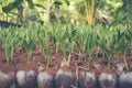 Sprout of coconut tree, Young coconut seed germination green lea Royalty Free Stock Photo