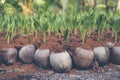 Sprout of coconut tree, Young coconut seed germination green lea Royalty Free Stock Photo