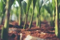 Sprout of coconut tree, Young coconut seed germination green lea Royalty Free Stock Photo