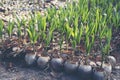 Sprout of coconut tree, Young coconut seed germination green lea Royalty Free Stock Photo