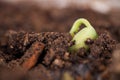 Sprout coming out of the soil in spring