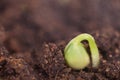 Sprout coming out of the soil in spring