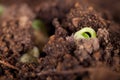 Sprout coming out of the soil in spring