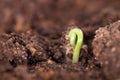 Sprout coming out of the soil in spring