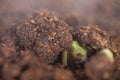 Sprout coming out of the soil in spring