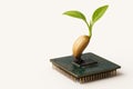 A sprout from a computer processor. Space for text. Royalty Free Stock Photo