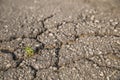 Sprout through a crack in the pavement. The concept of a new life. Royalty Free Stock Photo