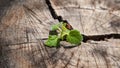 Sprout from a crack in the trunk of a cut tree Royalty Free Stock Photo