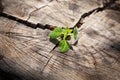 Sprout from a crack in the trunk of a cut tree Royalty Free Stock Photo