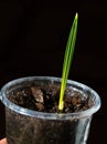 Sprout date palm in his hands on black background Royalty Free Stock Photo