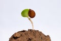 A Sprout Emerges From A Seed