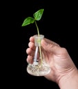 Sprout,flask,hand 01 Royalty Free Stock Photo