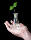 Sprout,flask,hand 02 Royalty Free Stock Photo