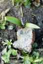 Sprout of the flower grew from under the stone