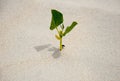 A sprout germinating in the sand, the only green plant Royalty Free Stock Photo