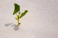 A sprout germinating in the sand, the only green plant Royalty Free Stock Photo