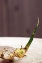 Sprout of ginger: useful spice for a healthy diet Royalty Free Stock Photo