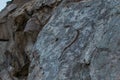 Sprout of grass in round hole of rough stone light rock with texture, brown beige cliff with cracks. Different layers of slabs. Cl Royalty Free Stock Photo