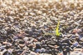 Sprout of grass on small gravel stone Royalty Free Stock Photo