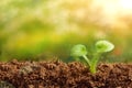 Sprout on a green bokeh background with rays of sunlight. The concept of the beginning of a new life, development