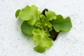 Sprout green oak Lettuce hydroponic Royalty Free Stock Photo