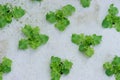 Sprout green oak Lettuce hydroponic