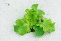 Sprout green oak Lettuce hydroponic Royalty Free Stock Photo