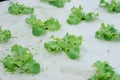 Sprout green oak Lettuce hydroponic Royalty Free Stock Photo