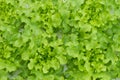 Sprout green oak Lettuce hydroponic Royalty Free Stock Photo