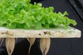 Sprout green oak Lettuce hydroponic Royalty Free Stock Photo